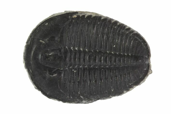 Large, Elrathia Trilobite Fossil - Utah #91877